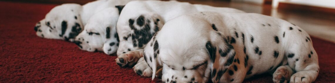 puppies live stream